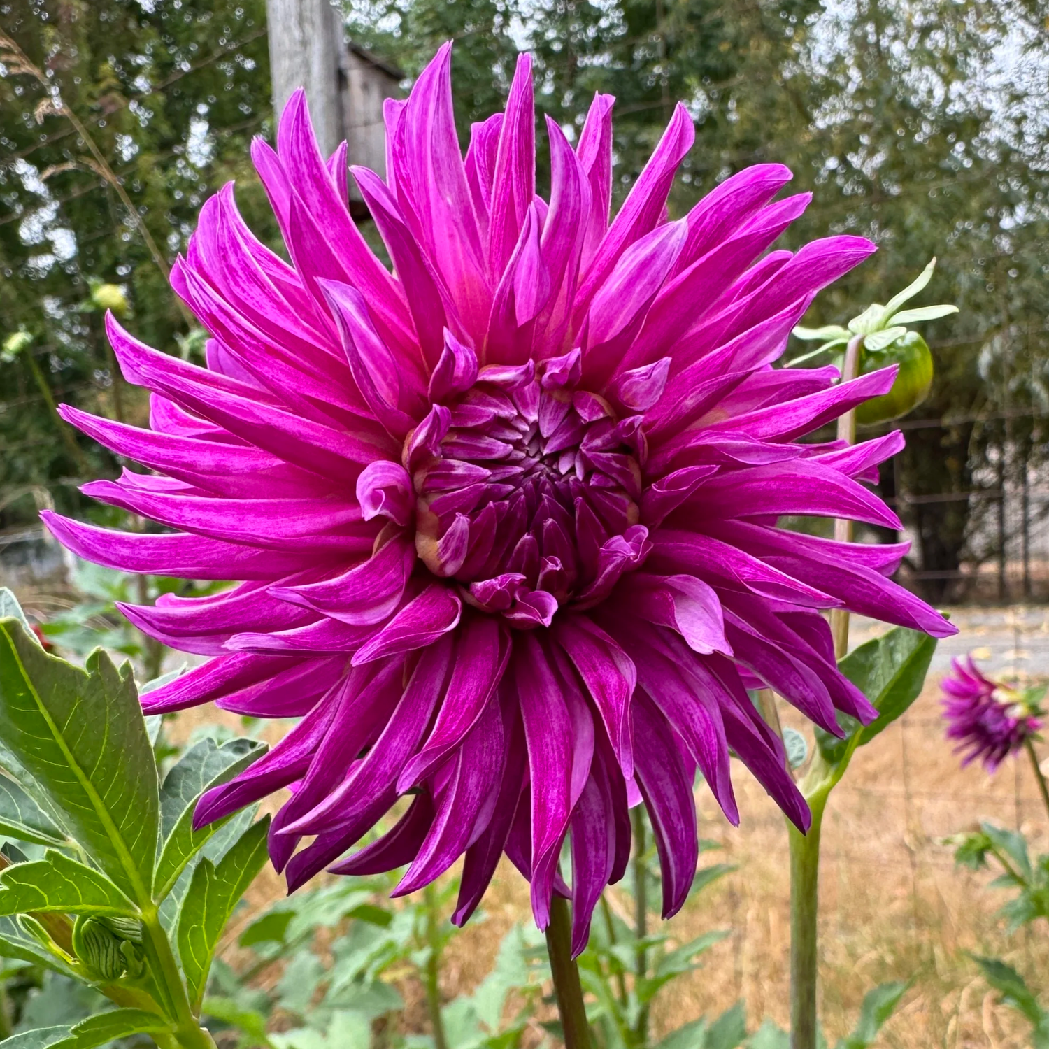RNX Star Child dahlia tuber — RiversDahlias.com